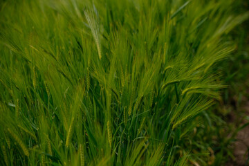 green wheat field, wheatear texture