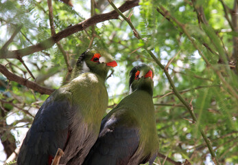 Aves exóticas