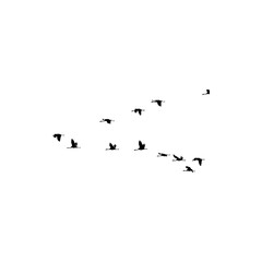 flock of birds