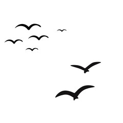 birds in flight