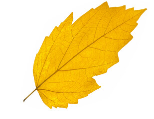 Fototapeta premium Feuille d’automne 