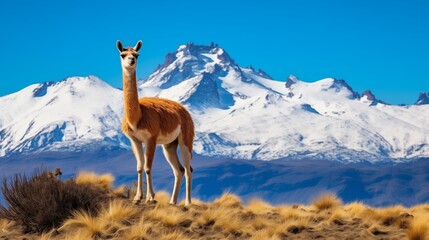 A majestic guanaco standing tall and admiring the breathtaking Andes mountains in the distance, with rugged peaks and snow-capped 