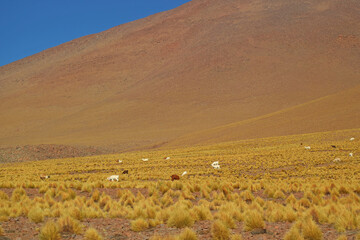 Group of Llamas Grazing in the Stipa Ichu Grass Field at the Andes Foothills, Puna Grassland, the...