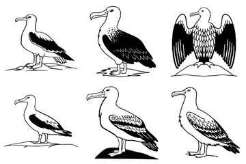 Obraz premium 6 albatross birds bundle