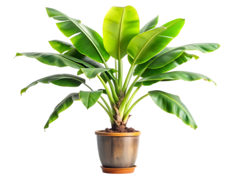 Banana Plant: Indoor Houseplant Care
