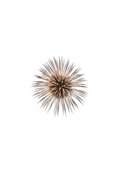 Fireworks explosion, vibrant burst
