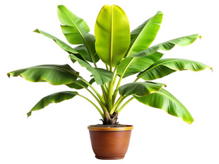 Banana Plant: Indoor Care Guide