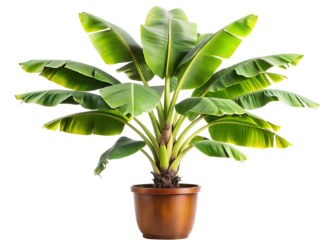 Banana Plant: Indoor & Outdoor Care