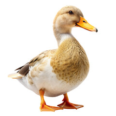 Fototapeta premium Khaki Campbell Duck: Breed Info & Pictures