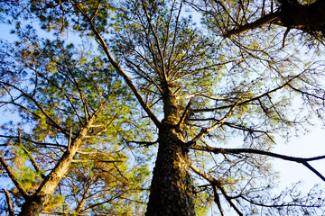 Pine trees in tropical forest in natural sunlight and blue sky