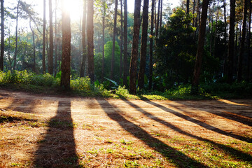 Beautiful sunshine in pine forest with walking route dirty road on the mountain in natural sunlight...