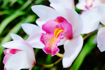 Blooming wild white orchid flower in tropical forest with meadow field