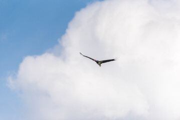 Black stork (Ciconia bigra) in flight