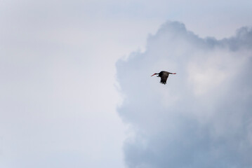 Black stork (Ciconia bigra) in flight