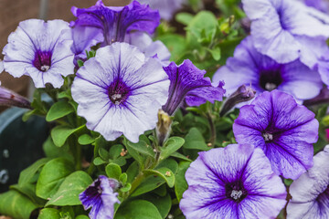 サフィニアの花