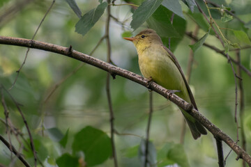 Icterine Warbler sitting on the fence