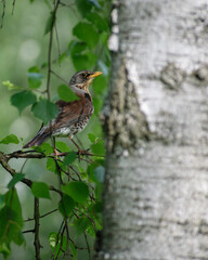 Fieldfare on the tree