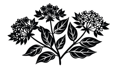 Fototapeta premium Fragrant valerian and centranthus flower clusters