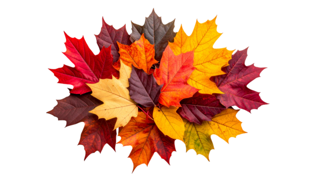A Colorful Array of Autumn Leaves Displayed on a Tabletop