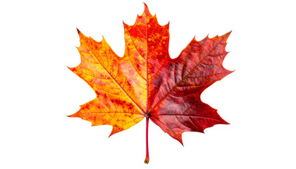 A colorful maple leaf showcasing the transition of seasons with vibrant shades. The leaf is divided into two halves, displaying both warm orange and rich red tones. 