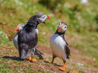 Aggressive Atlantic Puffin displaying threatening behavior towards another (Scomer Island, Wales, United Kingdom)
