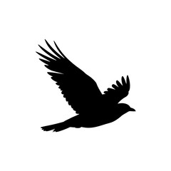 Silhouette of Bird in Flight