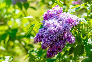 purple lilac blooms in the Botanical garden

 