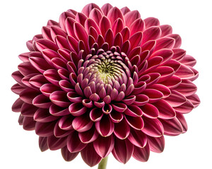 pink dahlia flower isolated on white background