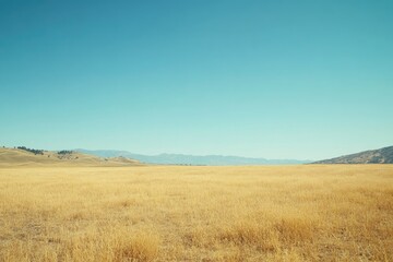 Fototapeta premium Vast golden field stretches to distant hills under a clear blue sky