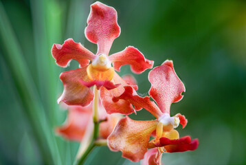 Close-up of a stunning Vanda orchid inflorescence( Dendrobium 'Udon Sunshine' ), featuring uniquely...