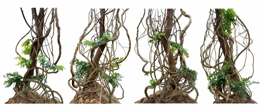 Forest tree trunks with climbing vines twisted liana plant and green leaves isolated on white background, clipping path included.