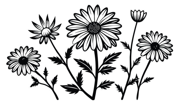 Swan river daisy and brachyscome wildflower illustration