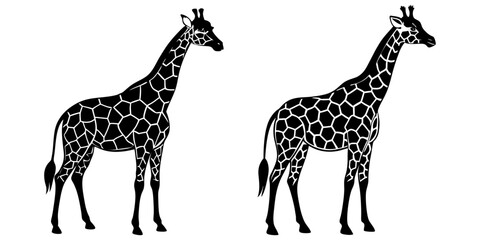 Obraz premium Giraffe vector silhouettes 