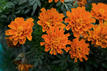 orange flowers in the garden