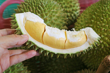 Hand Holding Delectable Opened Durian Fruit with Pile of Freshly Harvested Fruits in Background