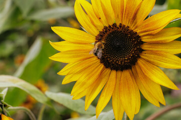 Sunflower in garden. Flower growing plant, yellow petals grown, bee in middle. 