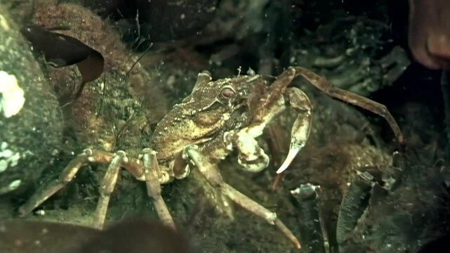 In the frigid waters beneath the Arctic ice, a spider crab named Hyas meticulously explores a vibrant seaweed leaf, skillfully searching for food while navigating the unique underwater landscape.