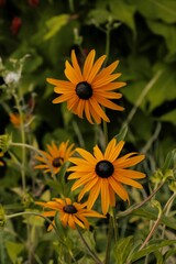 Yellow flowers in garden. Rudbeckia hirta, black eyed susan flower blooming in summer.