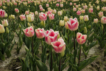 Tulip flowers in field growing. Flower rows farm land landscape. Dutch floral farming in the Netherlands. 