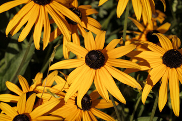 A group of vibrant yellow coneflowers blooming in a lush garden, with sharp details on the petals and central cone structure.