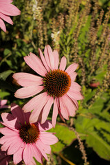 Pink coneflowers (Echinacea) blooming in a summer garden.

