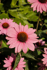 Pink wildflowers blooming in a natural garden meadow.