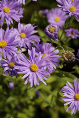 Purple wildflowers blooming in a natural garden meadow.
