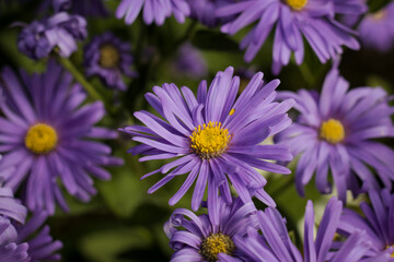 Vibrant purple wildflowers standing out in lush green field.

