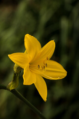 One yellow daffodils flower garden. Growing wildflower petals nature view, grass background, selective focus.