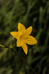 Obraz premium Close up of one single yellow daffodils flower growing in garden. Floral plant in grass background.