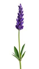 Obraz premium A single stem of lavender isolated on white background, lavender, greenery