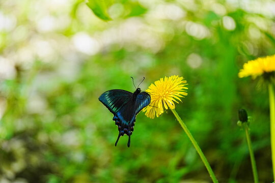 Fototapeta タンポポの花に止まるミヤマカラスアゲハ