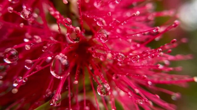 Macro shot of red Callistemon magnifica flower with water droplets on stamens. Flower gently sways in the wind, creating an atmosphere of freshness and calm.