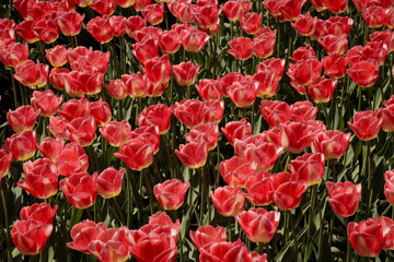 Field of red tulips growing for international distribution.